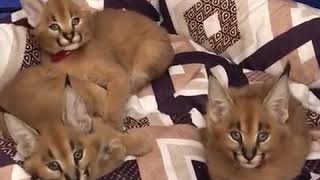 caracal kittens for sale [upl. by Fredelia]