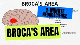 2Minute Neuroscience Brocas Area [upl. by Wadesworth]