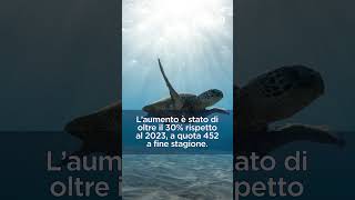 Caretta Caretta da record in Italia [upl. by Hemingway]