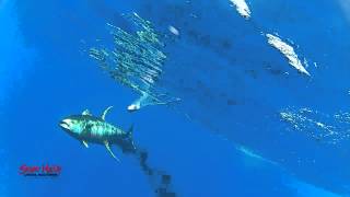 Hawaii Deep Sea Sport Fishing AHI [upl. by Deedee]