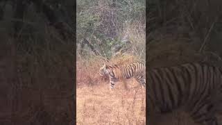 Ranthambhore National Park ranthambhoretiger [upl. by Jeconiah14]