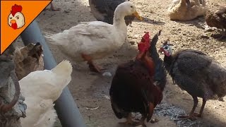 Small Hoarse Rooster Crowing  Funny Rooster Voice [upl. by Nye]