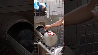 How blood samples are collect in zoo shortsvideo [upl. by Norrv]