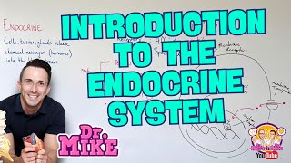 Introduction to the Endocrine System [upl. by Pomona]