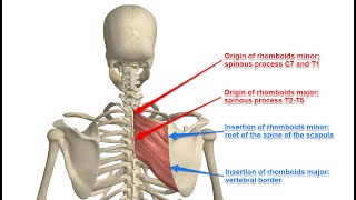 Two Minutes of Anatomy Rhomboid Major and Rhomboid Minor Rhomboids [upl. by Naman306]