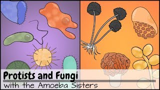 Protists and Fungi [upl. by Mila]