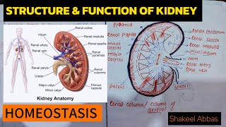 Structure amp Function Of Kidney Homeostasis Class 2nd year [upl. by Esirrehc]