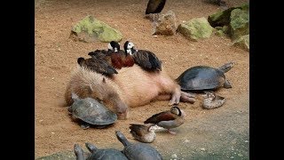 Why Do Animals Like Capybaras So Much [upl. by Faye]