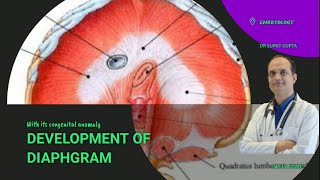 DEVELOPMENT OF DIAPHRAGM  EMBRYOLOGY [upl. by Ettenoitna325]