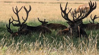 愛風景Ma Richmond Park  London [upl. by Trebornhoj568]