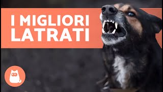 I migliori VIDEO di CANI CHE ABBAIANO 🐶🐾 LATRATI DI CANI Arrabbiati Felici e Divertenti [upl. by Malloch637]