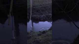 Pest Control Hunt For Nutria hunting nutria pestcontrol invasivespecies willamettevalley pnw [upl. by Anafetse]