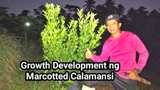 MARCOTTED CALAMANSI GROWTH DEVELOPMENT [upl. by Eednas]