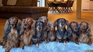 Dachshund Around The World Sausage Dogs Videos Playful Puppies Funny Dogs Videos Cute wiener Videos [upl. by Ettegroeg]