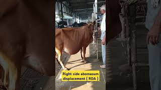 Right displacement of abomasum  RDA  Vagal indigestion vet [upl. by Arakawa12]