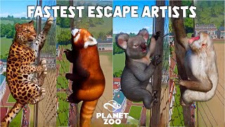 Planet Zoo Animals Escape Race  Amur Leopard Koala Red Panda Brown Bear Japanese Macaque [upl. by Boggers650]