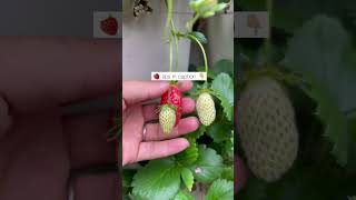 Harvest Strawberries All Year June vs Everbearing vs DayNeutral [upl. by Nosnek]