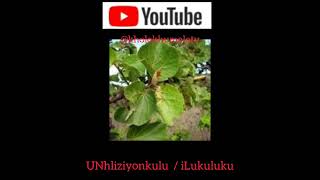 UNhliziyonkuluiLukuluku By Kholo Khumalo TV [upl. by Eerolam]