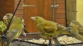 Greenfinch Bird Family 7 Greenfinches  Verdier dEurope  Canto de Verderon [upl. by Lina]