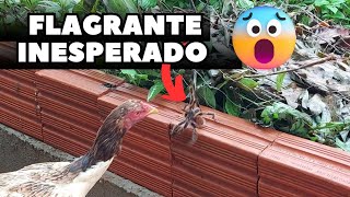 Aranha Caranguejeira X Galinha Batalha Selvagem e Mortal [upl. by Eelan]