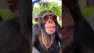 How intelligent are chimpanzees chimpanzee shorts [upl. by Ydennek]