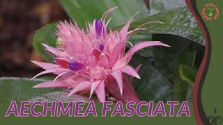 AECHMEA FASCIATA quotSILVER VASE PLANTquot Information and Growing Tips [upl. by Viridissa327]