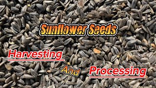 How to Harvest and Process Sunflower seeds [upl. by Notgnirrab]