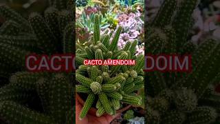 CACTO AMENDOIM COM FERRUGEM COMO CUIDAR [upl. by Eijneb]