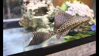 Pterygoplichthys gibbiceps pleco mariposa leopardo [upl. by Arihat]