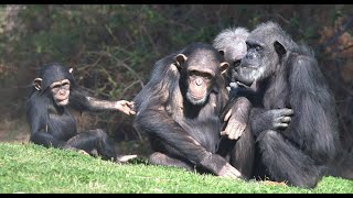 The Magnificent Lives of the Chimpanzees  Nat Geo Wild Documentary [upl. by Edahs74]