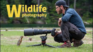 WILDLIFE PHOTOGRAPHY of SMALL ANIMALS  SHARP PRO IMAGES using the Nikon Z9 [upl. by Smukler]