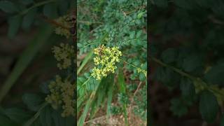 나무 아차산의 산초나무 새 꽃 🌿 Zanthoxylum schinifolium [upl. by Leschen94]