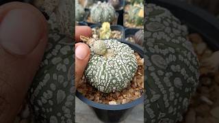 Astrophytum Asterius Superkabuto Seeds pod Ready 😍😍 [upl. by Kurtzman]