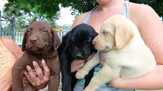 Adorable Labrador Retriever Puppies [upl. by Hylton]