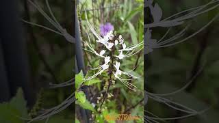 plant found in the Philippines plants plant flowers flower [upl. by Ardnic895]