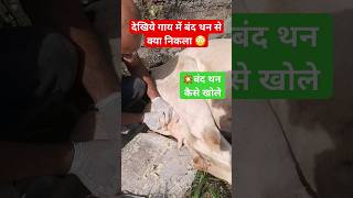 बंद थन का चमत्कारी इलाज़  Teat obstruction  teat fibrosis cow viral youtubeshorts ytshorts [upl. by Apoor273]