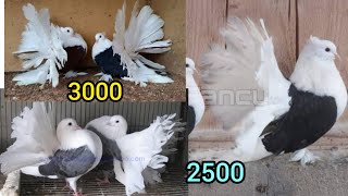 Red black american saddle fantail lucky kabootar saieAmerican Saddle back fantail from Fancy Pigeons [upl. by Nybbor]