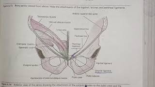 muscles of anterior abdominal wall  external oblique muscle internal oblique muscle [upl. by Atima]