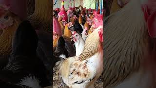 Intensive Poultry Farming chicken chickencoop birds [upl. by Clippard]