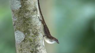 Anolis peraccae territorial display [upl. by Acinorej359]