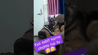 Kya sabit krna chahta hai tu🤔🤔youtubeshorts shortvideo germanshephed viralshort meme [upl. by Ydoow]