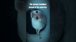 The Leopard Sealanimals facts shorts [upl. by Viglione405]