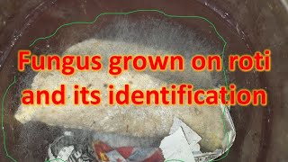 Fungus grown on roti and its identification [upl. by Lock165]