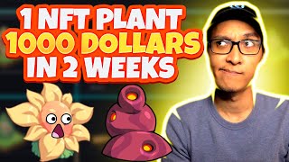 Plant VS Undead  Get Your 1st NFT Plant With Just 23 PVU Exclusive Event [upl. by Annaihs]