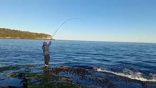 Rock fishing sydney laperouse [upl. by Nospmas213]