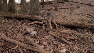 Angry Bobcat Will Send CHILLS Up Your Back Volume Up [upl. by Cromwell]