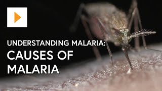 Understanding Malaria Causes Of Malaria [upl. by Ynaffik]