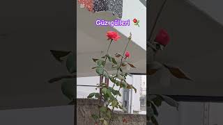 GÜZ GÜLLERİ⚘️gibiyim hiç bahar yaşamadım‼️Sırada ki şarkı size gelsin🎶şarkı [upl. by Hnao]