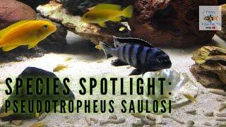 Pseudotropheus Saulosi Species Spotlight [upl. by Fabri870]