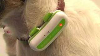 Woof Dog translator gets upgrade [upl. by Thorlie]